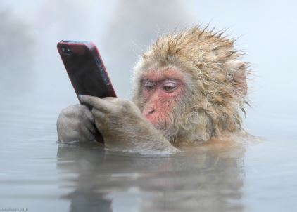 Monkey on Cell Phone