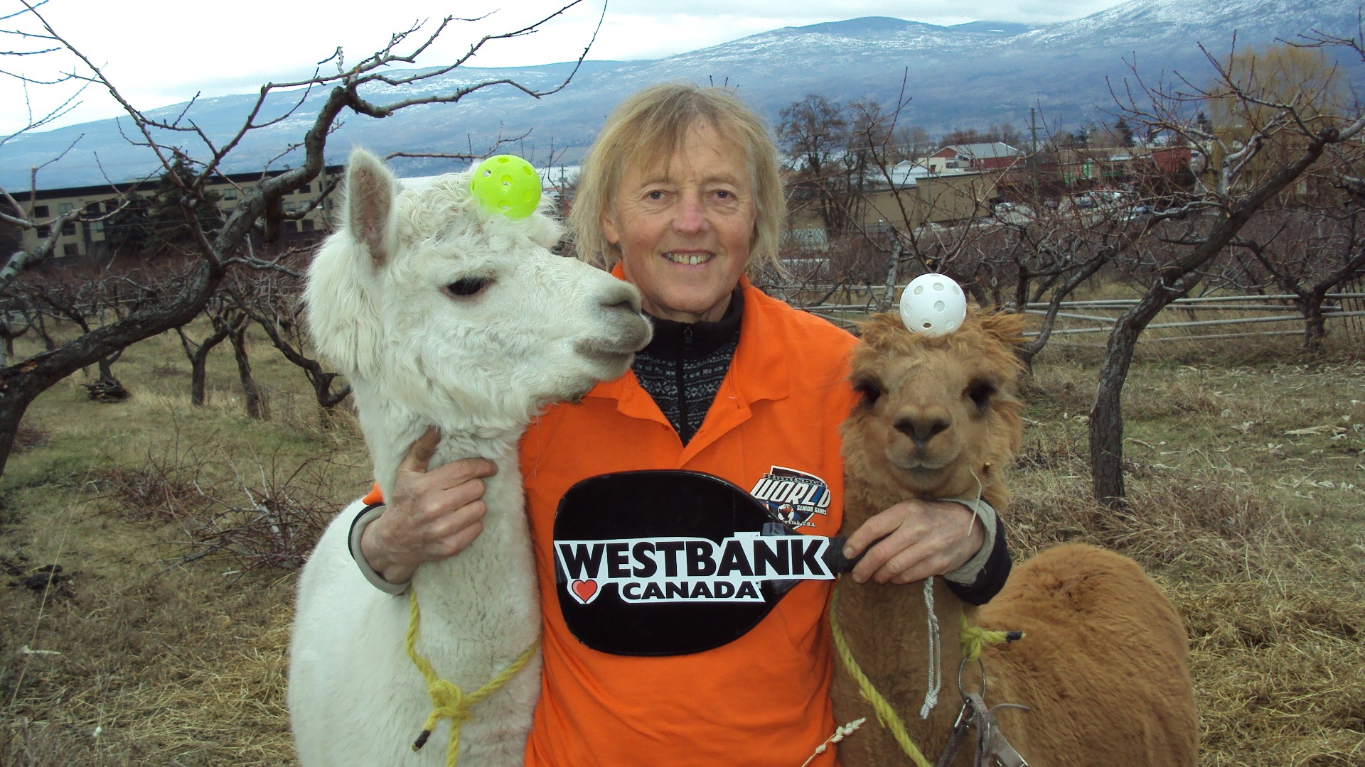 Henry with his two pet pickleball alpacas